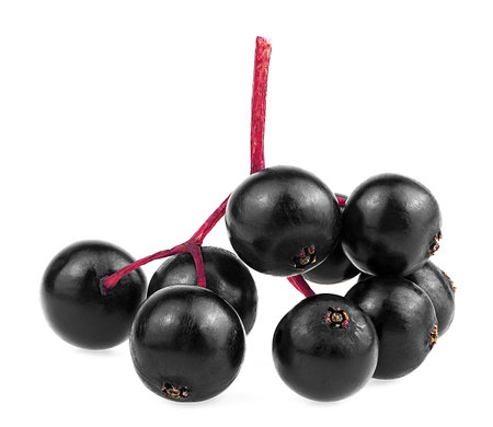 Small branch of fresh black elderberry fruit isolated on a white background. Healing berries of Sambucus. European elderberry.の写真素材
