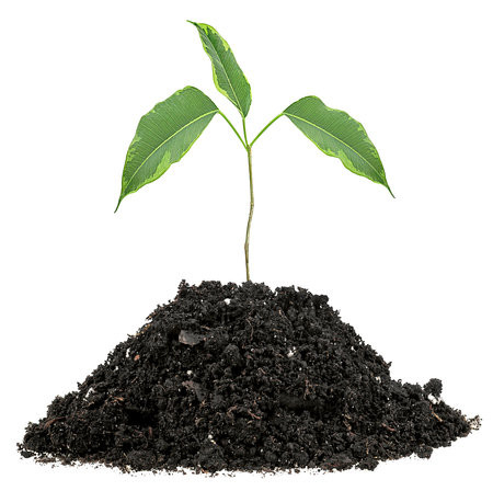 Young green sprout growing seedling in soil isolated on a white background.の写真素材