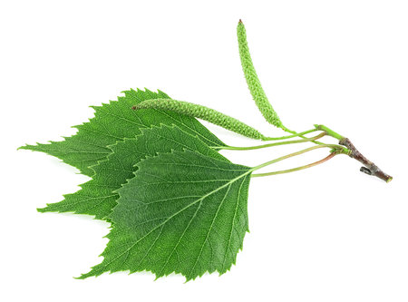 Spring birch branch with green leaves and catkins isolated on a white background.の写真素材