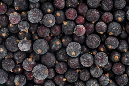 Frozen black currant berries as background, top view. Ripe black currents.の写真素材