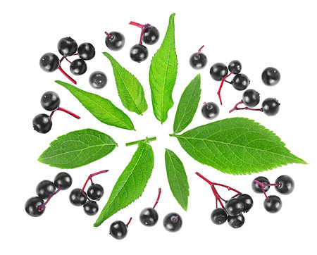 Black elderberry fruits and green leaves isolated on a white background, view from above. Healing berries of Sambucus.の写真素材