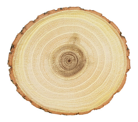 Round piece of wood in cross section with wood texture pattern isolated on a white background. Detailed organic surface.の写真素材