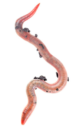 Large earthworm isolated on a white background, top view. Dendrobena.の写真素材