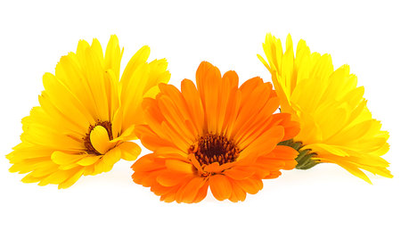 Beautiful blooming marigold flowers on a white background. Calendula officinalis. Three flowers of calendula.の写真素材