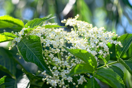 Sambucus nigra - blooming elderflower in summer garden, flowers of elderberry inflorescence. European elderberry and European black elderberry.の写真素材