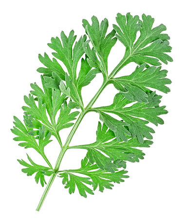 Medicinal wormwood isolated on a white background, view from above. Sagebrush sprig. Absinthe wormwood.の写真素材