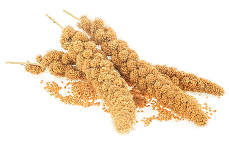 Twigs of Senegal millet and grains isolated on a white background. Yellow millet.の写真素材