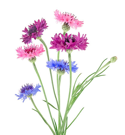 Group of colored cornflowers isolated on a white background. Bouquet of bachelor button flowers.の写真素材