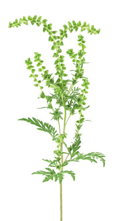Ragweed plant in allergy season isolated on a white background. Ambrosia artemisiifolia, annual ragweed.の写真素材