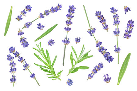 Collection of fresh lavender flowers and green leaves isolated on a white background, view from above.の写真素材