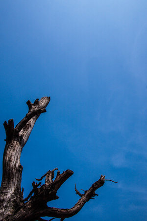 dead tree and blue skyの写真素材