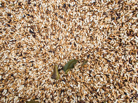 rice seed on fry pan with kaffie lime leafの写真素材
