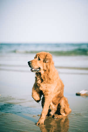 Disabled dog sitting on the beachの写真素材