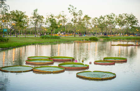 Victoria waterlily in public park