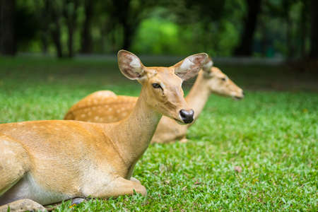 close up antelope lying in the zooの写真素材