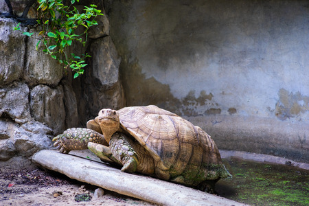 The turtles crawl up the hillの写真素材