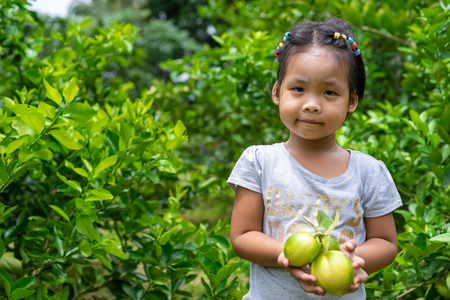 Green beautiful fresh limes in child's hand in the gardenの写真素材