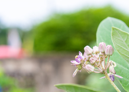 Close up fresh Crown flower or Calotropis giantea with green leafの写真素材