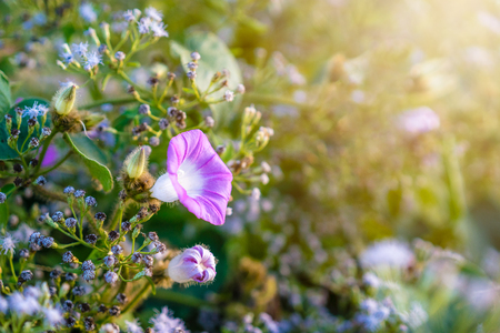 close up of purple blueish morning glory flower with sunlight in the morningの写真素材