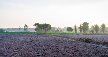 Plowed field in spring time with trees and mist in the morningの写真素材