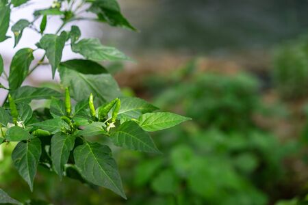 Green chili peppers on the tree in the gardenの写真素材