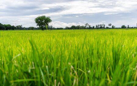 Tree in green field with rainclouds in countrysideの写真素材