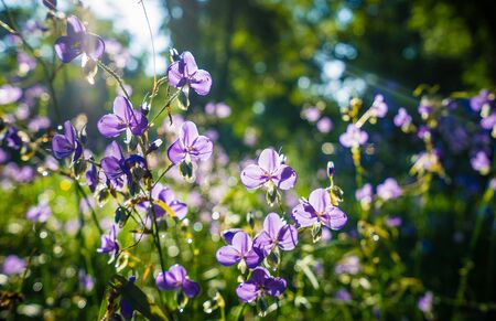 Crested Serpent sweet purple flowers in the garden at morning timeの写真素材