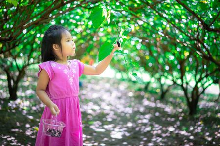 little asian girl collect the mulberry fruit in the garden