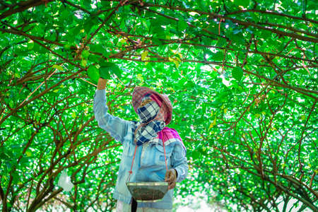 Prachinburi,Thailand - October 13, 2019 : the gardener collect the mulberry fruit in the garden