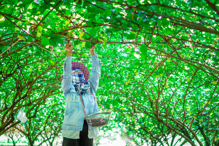 Prachinburi,Thailand - October 13, 2019 : the gardener collect the mulberry fruit in the gardenのeditorial素材
