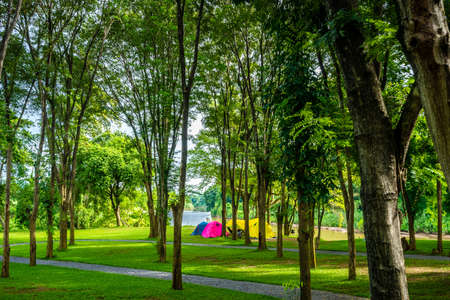 Camping and tent with trees in nature parkの写真素材