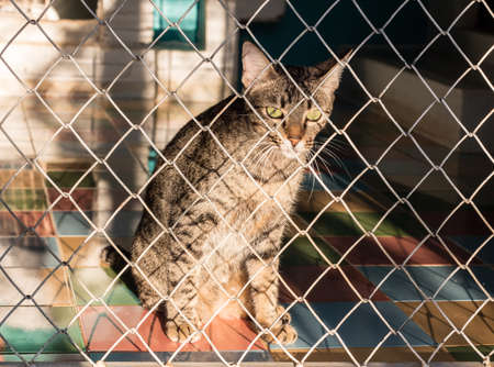 Cat in a cage, no freedom.の写真素材
