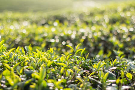 Tea bud and leaves. Tea plantations,Thailand.の写真素材