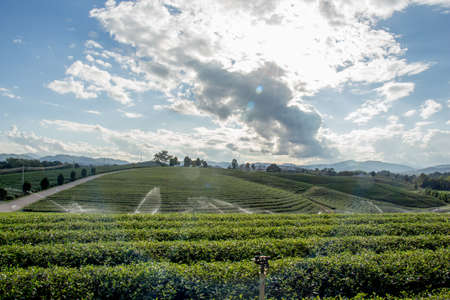 Tea Plantationsの写真素材