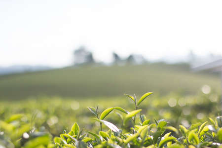 Tea bud and leaves. Tea plantations,Thailand.の写真素材
