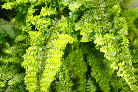 Fern Nephrolepisの写真素材