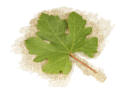 Green carved grape leaf on a background of coarse linenの写真素材