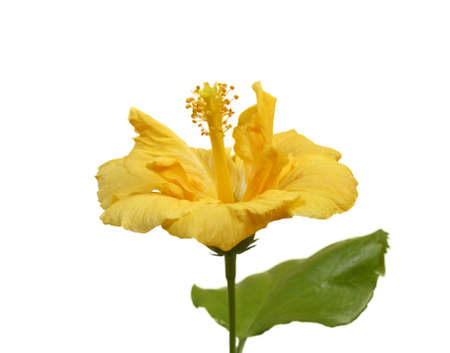 large yellow hibiscus flower isolated on white backgroundの写真素材