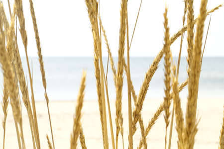 dry grass spikes on the background of sea and sand, close-upの写真素材