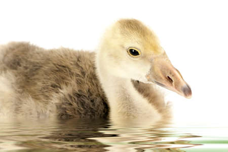 floating "ugly duckling" gosling teen on white backgroundの写真素材