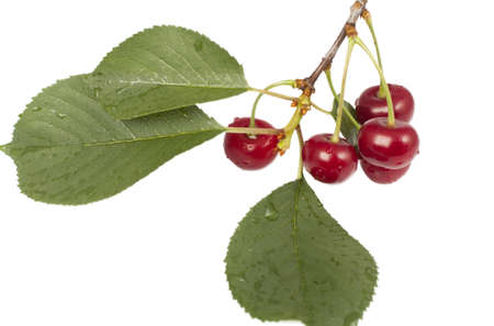 branch with cherry fruit isolated on a white background