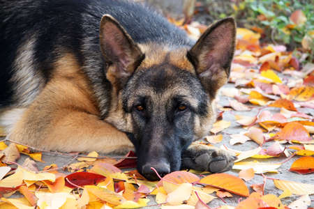 dog breed German shepherd lying on the autumn leaves and a thoughtful look