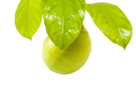 lemon fruit on a branch with leavesの写真素材