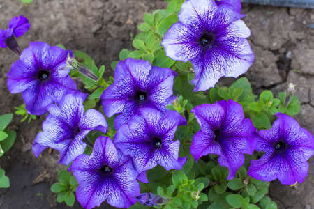 large flowers purple petuniasの写真素材