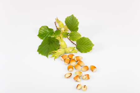 cultivated a wood nut hazelnuts closeupの写真素材