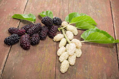 The fruits of white and black mulberry with a branch and leavesの写真素材