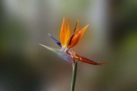 Strelitzia royal flower on blurry background close-upの写真素材