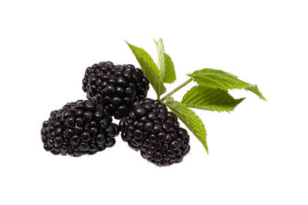 large blackberries with leaves isolated on white background close upの写真素材