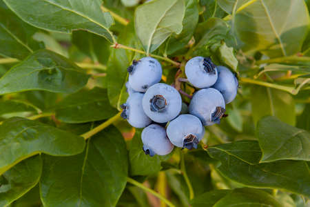 a bunch of beautiful large blueberries on a bush close-upの写真素材