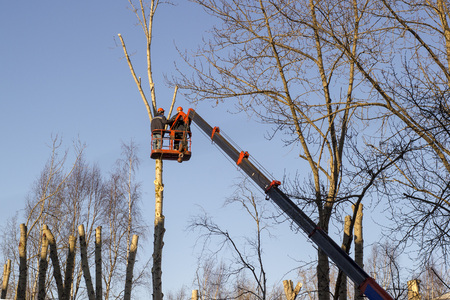 work on the aerial platform, tree